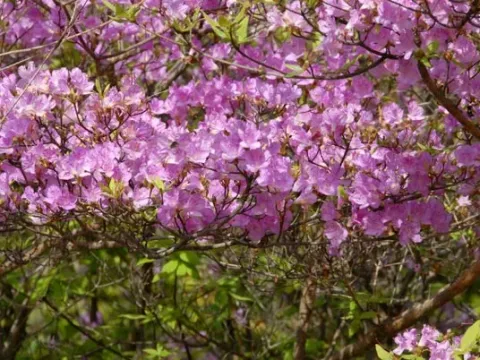 Tosa rhododendron