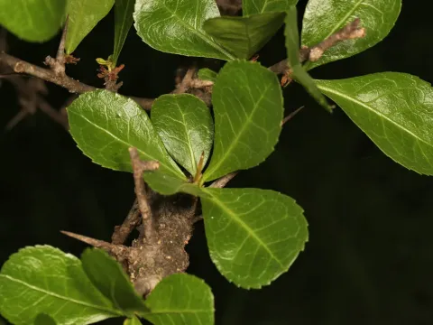 Commiphora