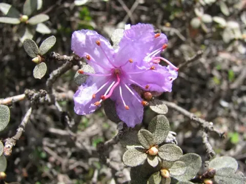 Rhododendron tapetiforme