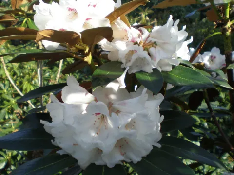 Traill's Rhododendron