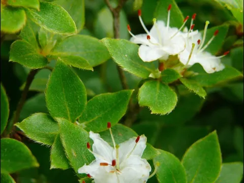 Rhododendron tschonoskii