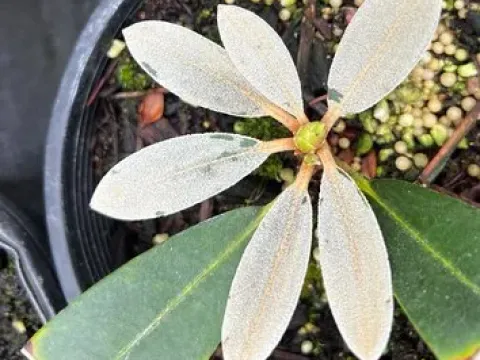 Bristle-haired rhododendron