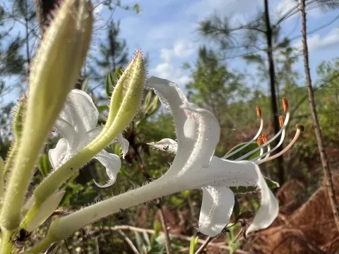 Swamp azalea