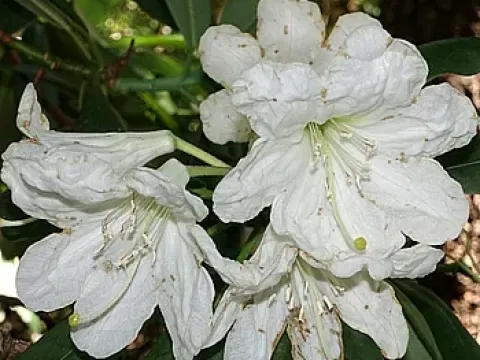 Rhododendron vernicosum