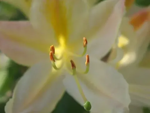Rhododendron viscosepalum