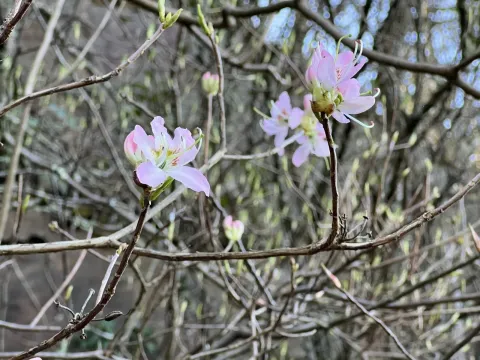 Рододендрон Вазея