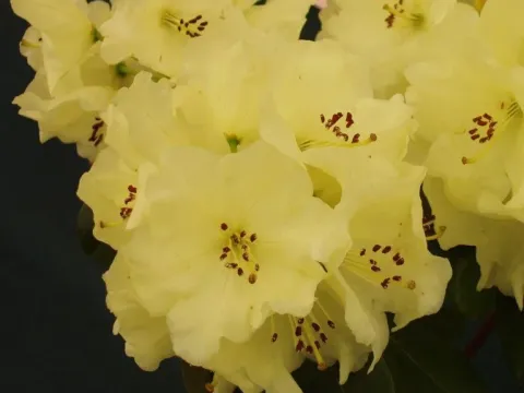 Рододендрон Уорда