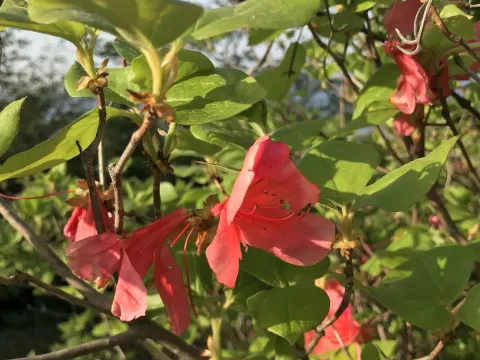 Рододендрон Вейриха