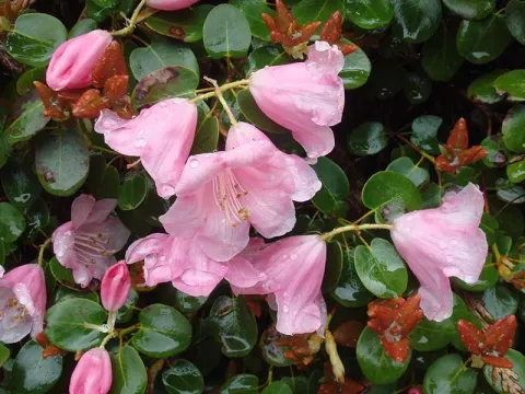Williams rhododendron