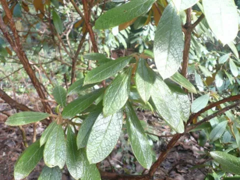 Wilton's rhododendron