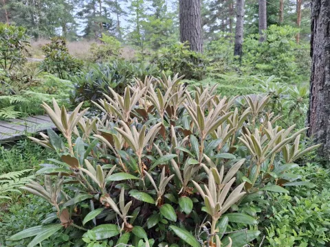 Wason's rhododendron