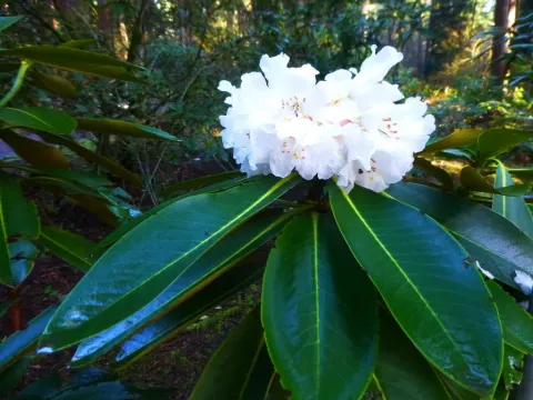 Rhododendron watsonii