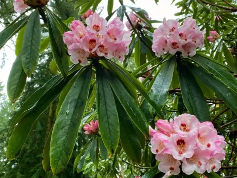 Рододендрон красивейший