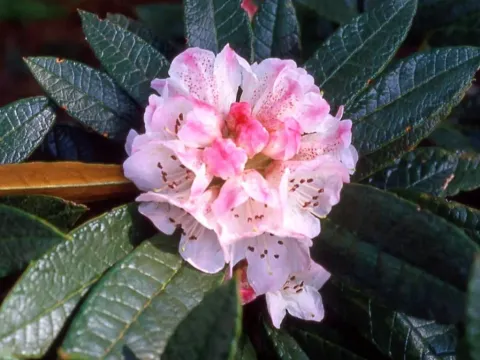 Rhododendron crinigerum