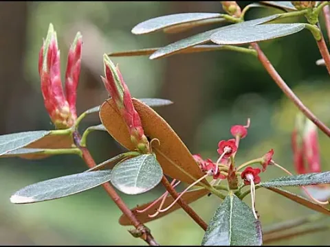 Heavenly Rhododendron