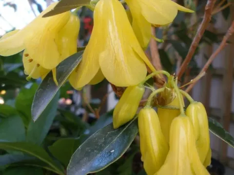 Rhododendron concatenans