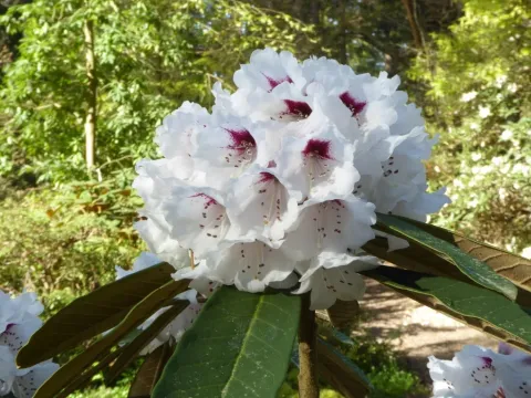 Rhododendron coriaceum