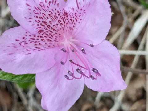 Korean rhododendron