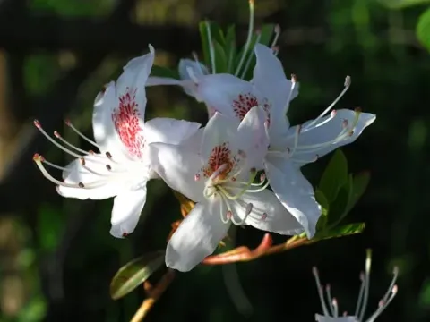 Yunnan rhododendron