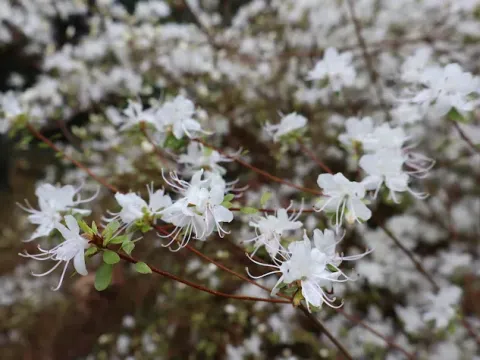 Thyme-leaf rhododendron