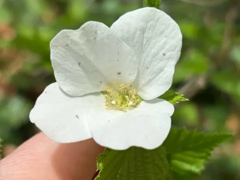 Rhodotypos
