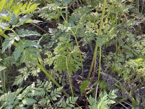 Poison hemlock
