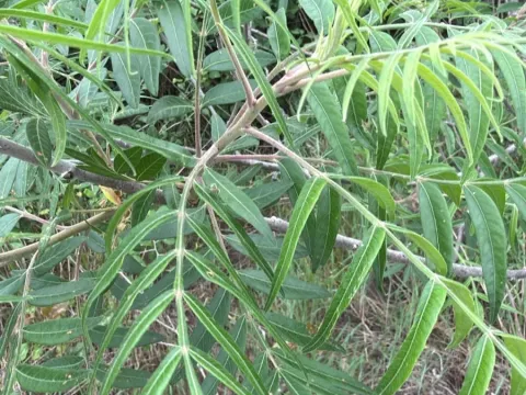 Prairie flameleaf sumac