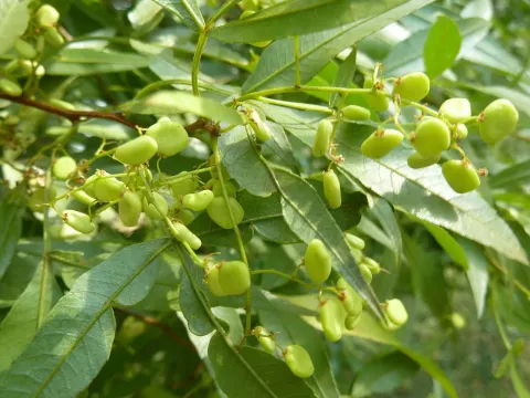 Rhus lepidodictya
