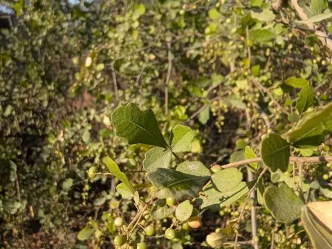Mysore sumac
