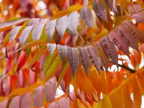 Rhus orientalis