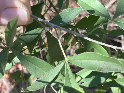 Transvaal sumac