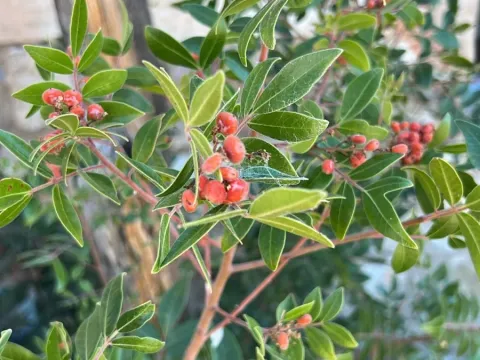 Evergreen sumac