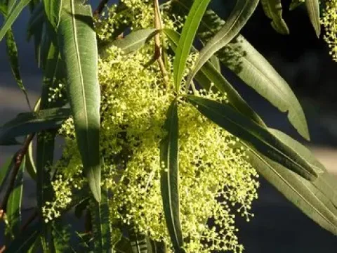 Rhus viminalis