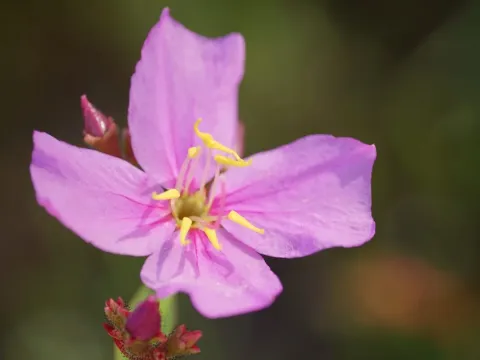 Rhexia
