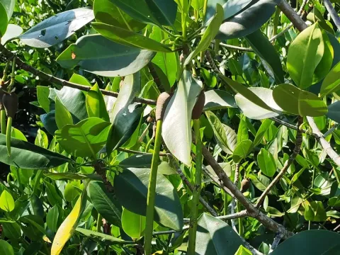 Asiatic mangrove