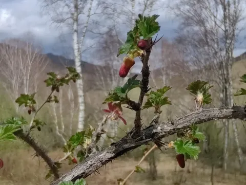Spiny currant