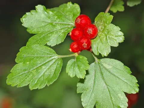 Alpine currant