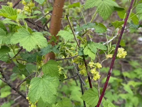 American black currant