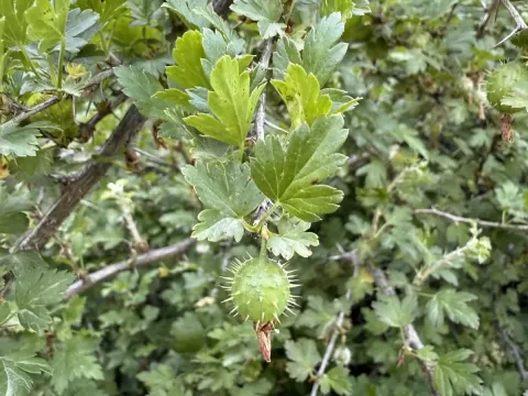 Bureya currant