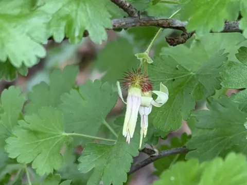 California currant