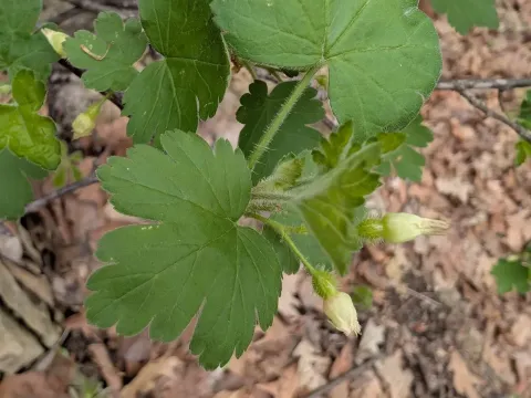 Prickly gooseberry