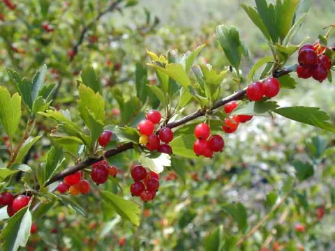 Ribes dicanthum