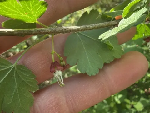 Coast gooseberry