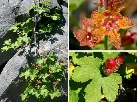 Redcurrant