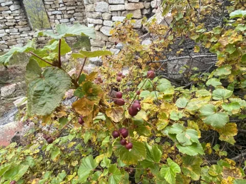 Смородина запашна