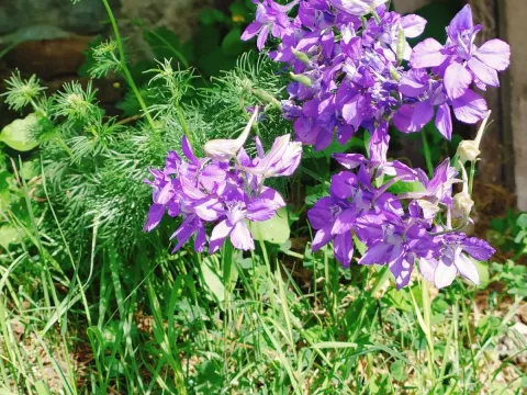 Rocket larkspur