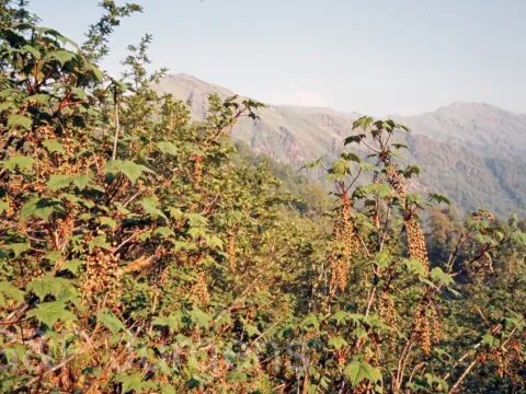 Glacial currant