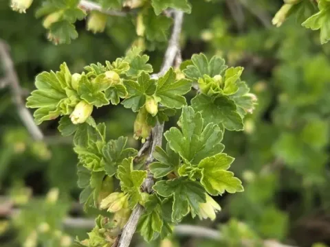 Hairy-stem gooseberry