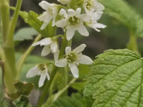 Hudson Bay currant
