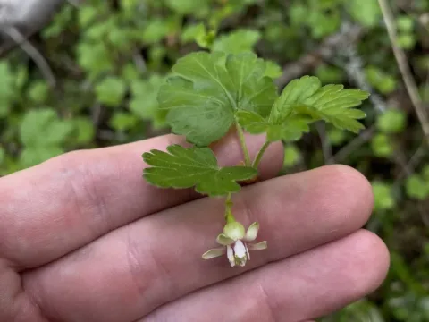 Irrigated currant